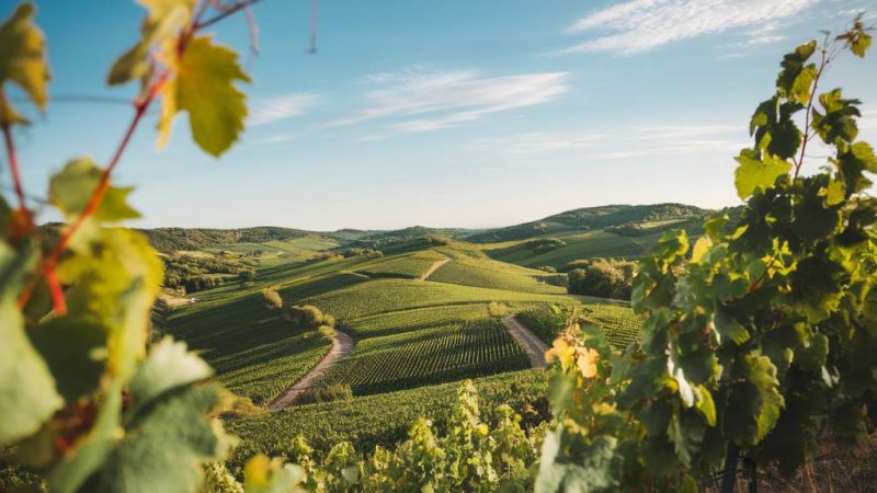 Die besten weinregionen europas für genießer